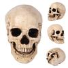 11 Realistlik Elusuuruses Inimese Anatoomia Valge Vaik Koopia Kolju Halloweeni Dekorp