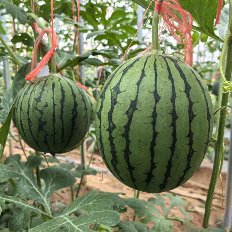 Dangshan Hand-Peel Watermelon (2-Count)