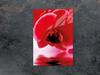 SZKLANA DESKA DO KROJENIA 35x52 ORCHIDEA