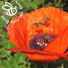 Help Save the Bees Seeds Set / 20 Set Nectar-rich Plants / Bee-friendly Set / Flowers / Pollen / 100g