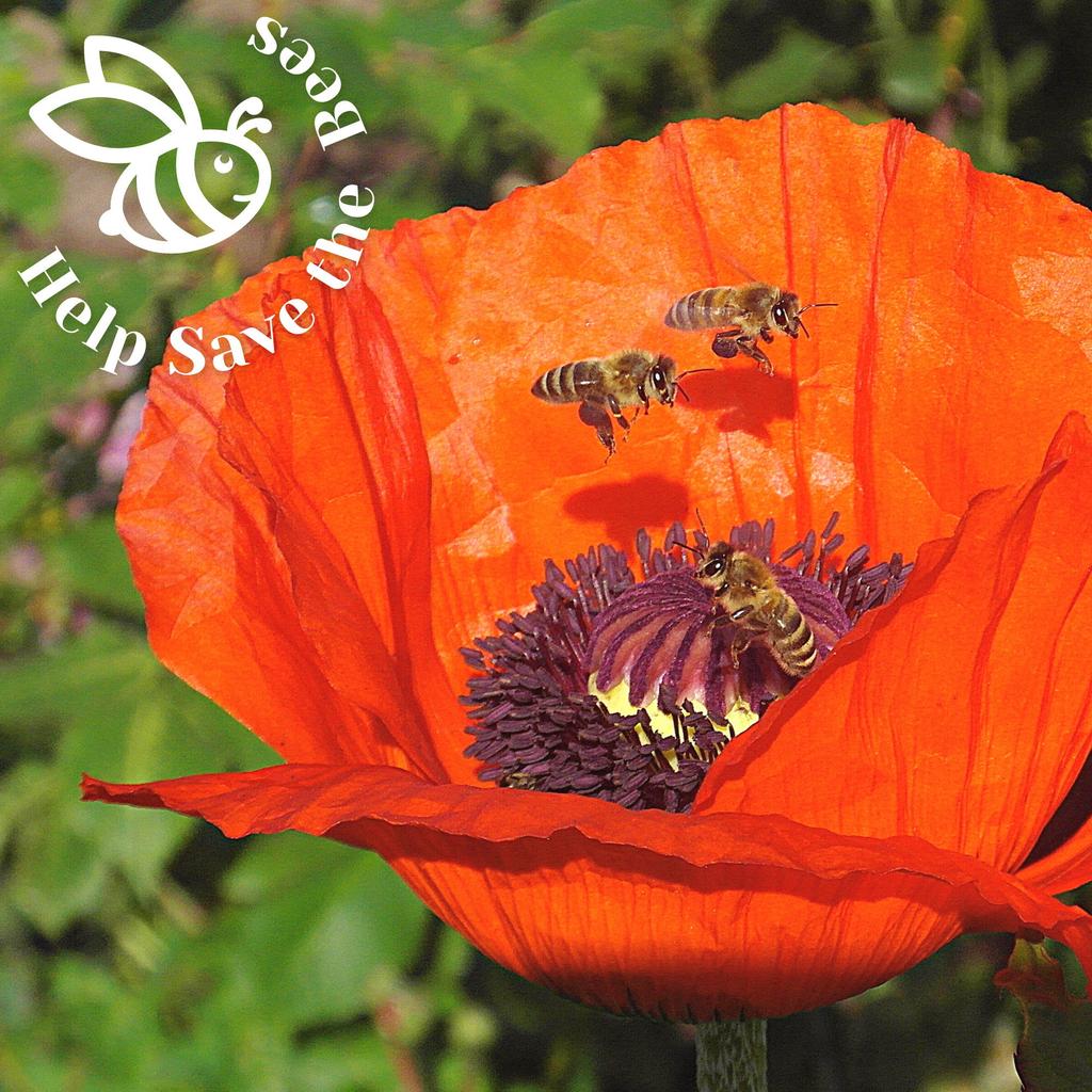Help Save the Bees Seeds Set / 20 Set Nectar-rich Plants / Bee-friendly Set / Flowers / Pollen / 100g
