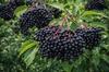 Black Elderberry Fruit 50g Tisania Fruit Tea