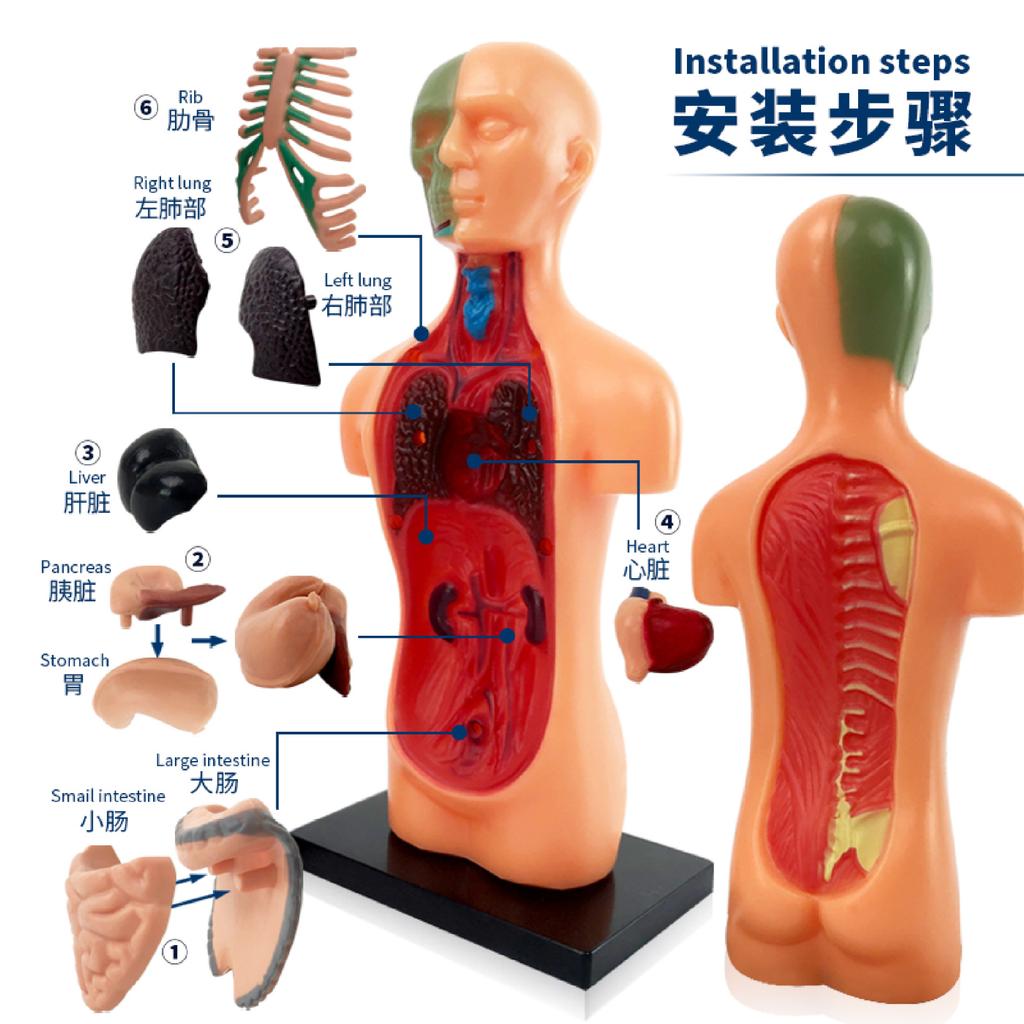 Medizinisches menschliches Organskelett-Modell, Struktur zusammengebaut, pädagogisches Spielzeug für die Früherziehung