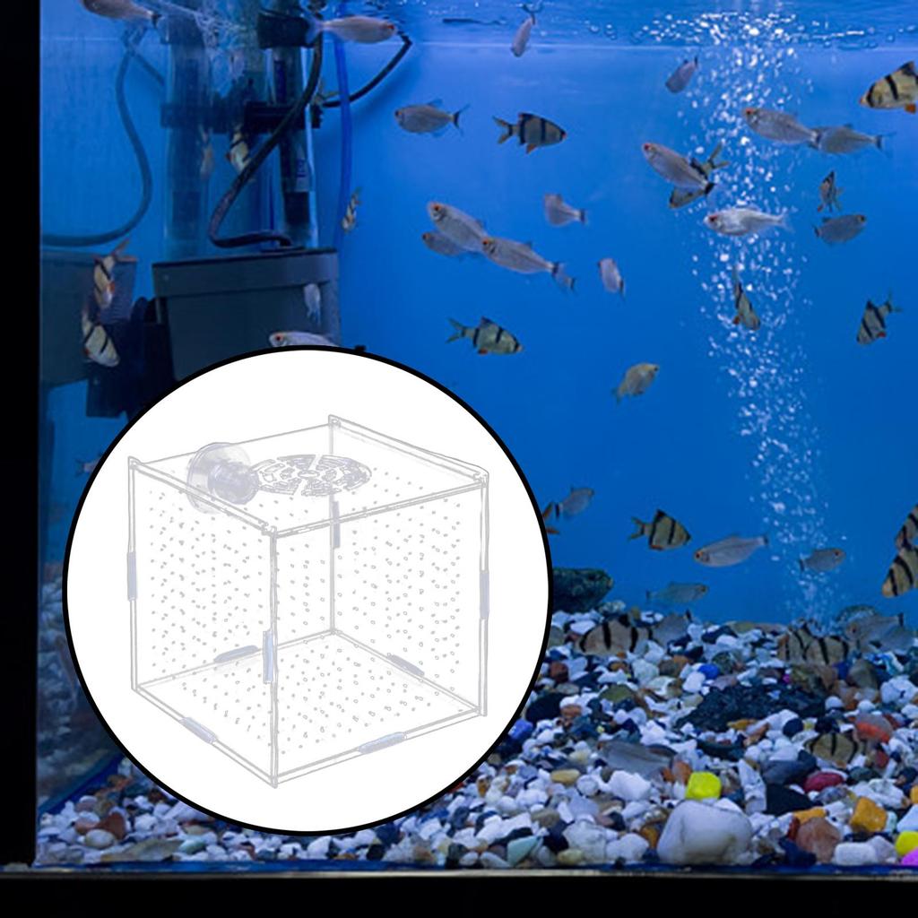 Breeding Isolation Container for Acrylic Tanks with Fry Holder