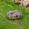 Finta Roccia Scatola Portachiavi Sicuro Nascosto da Esterno Contenitore Impermeabile Nascondiglio di Pietra per Chiavi Denaro Giardino Cortile Roccia Decorativa Nascondiglio