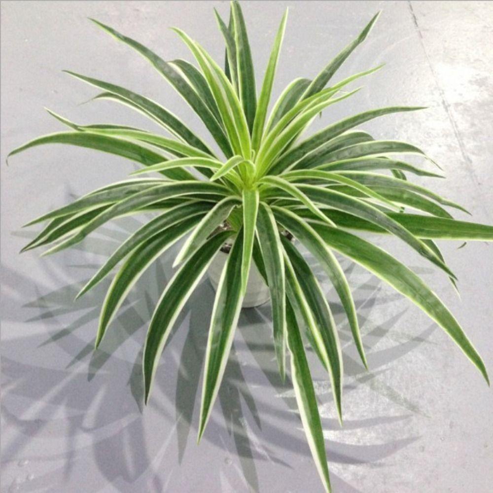 Silk Garden Paty Desktop For Table Home Chlorophytum Branch Fake Plants Potted Artificial Plants