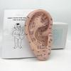 Øreakupunkturmodell - 17 cm Øreakupunkturpunkter Modell, Øremassasjemodell, Utstillingslaboratorieutstyr, Læring av trykkpunkter for øreakupunktur