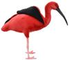 BH8135 HANSA Scarlet Ibis 54