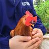 Lunettes rouges souples Anti-picage, 20 pièces, verres de poulet, nécessaire au détail