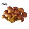 Hand Painted Mushroom Magnets 3D Refrigerator Magnet Resin Fake Decorative Memo Holder Photo Notes for Whiteboard Cabinet Kitchen