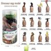 Frog Life Cycle Model Set: Tadpole to Frog Educational Toys for Kids