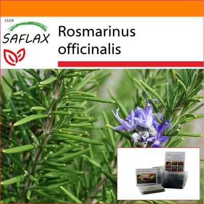 SAFLAX Zahrada v sáčku - Rozmarýn - 100 semen - Se substrátem ve vhodném stojacím sáčku - Rosmarinus officinalis