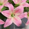 Real Touch Simulation Lily Flowers Artificial Flower Party Wedding Bridal Bouquet Fake Plant Living Room Home Garen Decoration