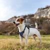 Adjustable Dog Harness Vest Pet Reflective Breathable Vest Chest Strap for Small Medium and Large Dogs for Outdoor Walking