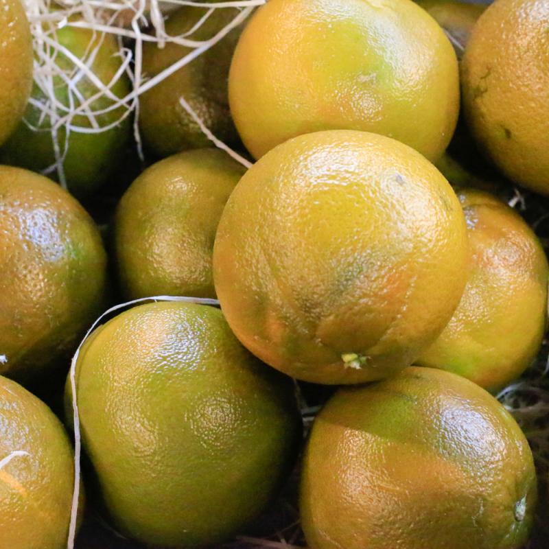 Citrus Sinensis NAVEL CHOCOLATE ORANGE 5 Semi-fresh