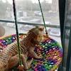 Bearded-Dragon Hammocks Reptiles Round Lounger Swing Bed Decorations Accessories