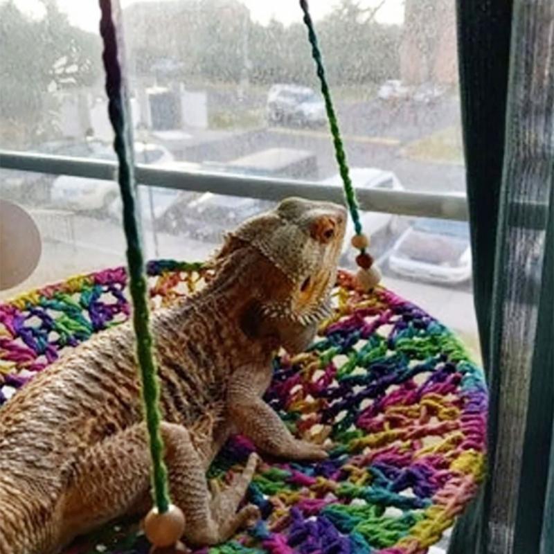 Bearded-Dragon Hammocks Reptiles Round Lounger Swing Bed Decorations Accessories