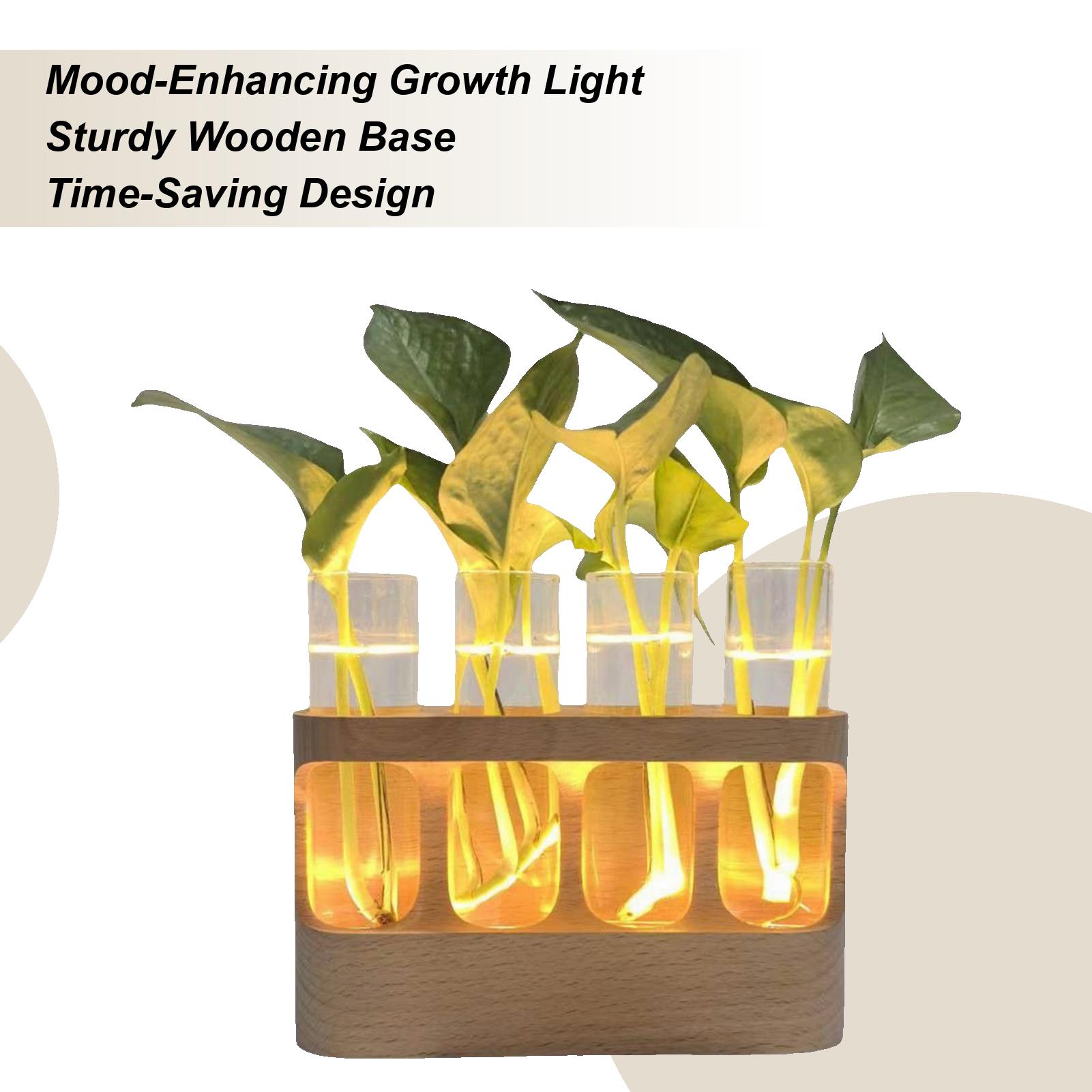 Plant Propagation Tube Decorative Flower Terrarium Glass Planter Vase For Hydroponic Plants For Men Women Youth Teens Seniors China Mainland