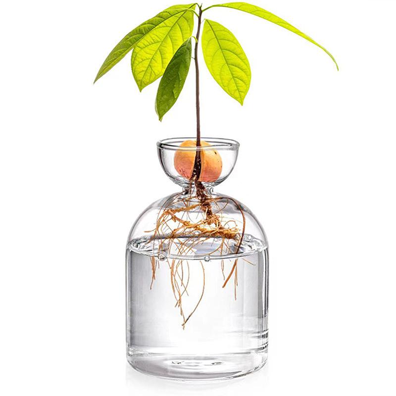 1 Stück Avocado Samen Anzuchtvase Transparente Glasvase Vase zum Anziehen von Pflanzen Glas Samen Anzuchtset für Gartenliebhaber