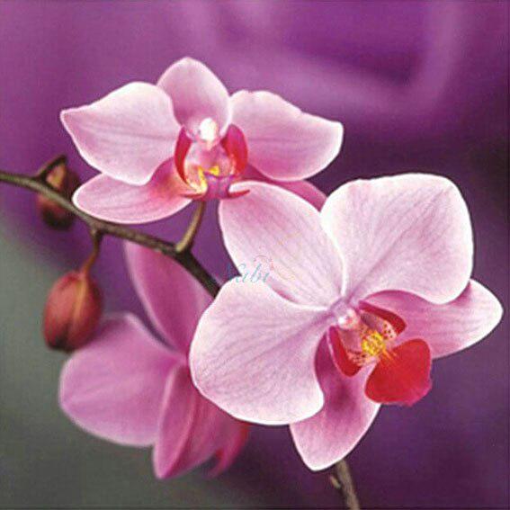 Pictura cu diamante 5D Desene animată Bufniță Sosire Broderie cu diamante rotunde complete Vânzare Mozaic Cat