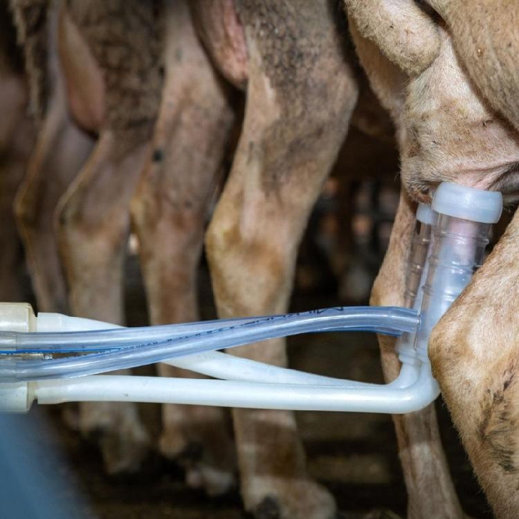 Vakuová pumpa Dojicí strukové kalíšky pro ovce Zajišťující pohodlné dojení Příslušenství pro dojení kozího mléka