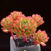 Red Lantern Succulent Plant Cluster - Small, Vibrant Blooms In Decorative Flower Pot for Balcony or Courtyard