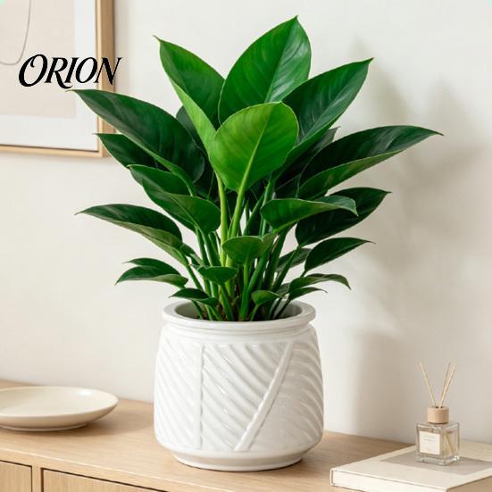 Deep Soil Planting Basin Self Watering Planter with Wick Rope for Indoor Plants, Double Layer Pot Home Transparent Hydroponic Planter, Decorative