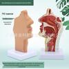 Human Nasal Cavity & Pharynx Anatomical Model - ENT Teaching Tool
