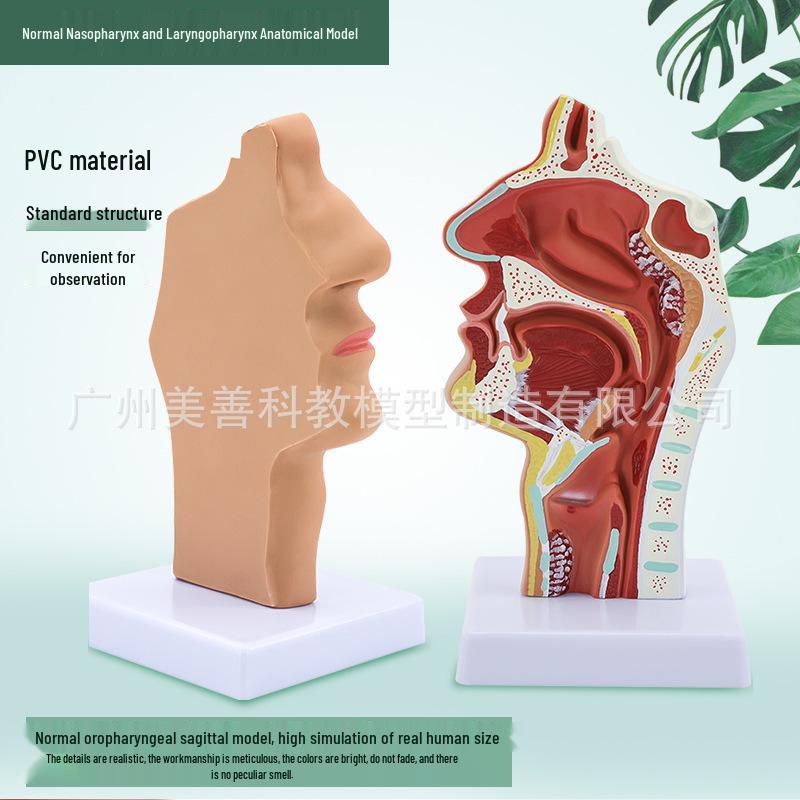 Human Nasal Cavity & Pharynx Anatomical Model - ENT Teaching Tool