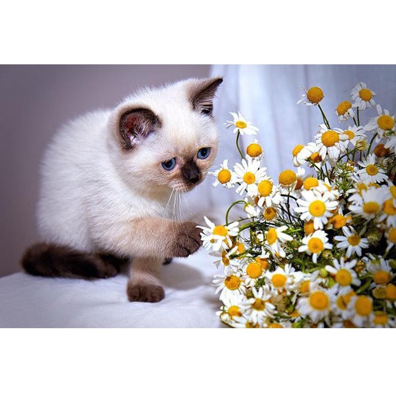 

5D Алмазная картина, вышивка крестом, животное, полное изображение, художественные бусины, домашний декор, круглый