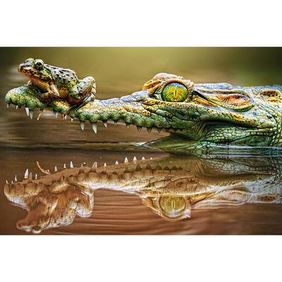 5D DIY Diamantmålning Krokodil Groda Diamantbroderi Korsstygn Strassmosaik Heminredning