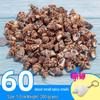 Handmade Decorative Seashells & Starfish for Fish Tanks: Landscaping, Painting, Specimens, Whelks, Hermit Crabs