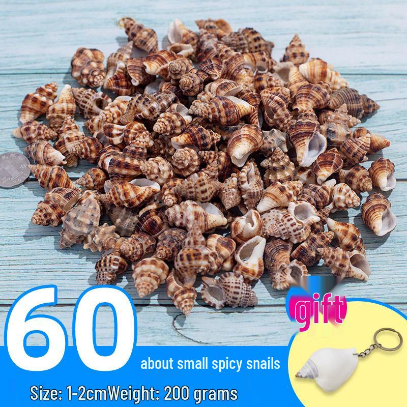 Handmade Decorative Seashells & Starfish for Fish Tanks: Landscaping, Painting, Specimens, Whelks, Hermit Crabs