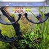 Wall Mount Shelf Set for Ornamental Shrimp, Suction Cup Rest Shelf for Small Glass Habitats, 2 Piece Plastic Water Habitat Accent