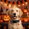 Dog Collar Comfortable with Pumpkin Pendant Printed with Bat Spider Web Halloween Collar for Small Dog Cats Holiday Decoration