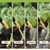 6mm Adjustable Flower Watering Kit with Universal Spray Head for Courtyard Drip Irrigation
