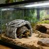 Turtle Cave Resin Shelter House Decor Reptile Amphibian Habitat Decor For Lizards Bearded Dragon Snake Basking Terrarium Fish