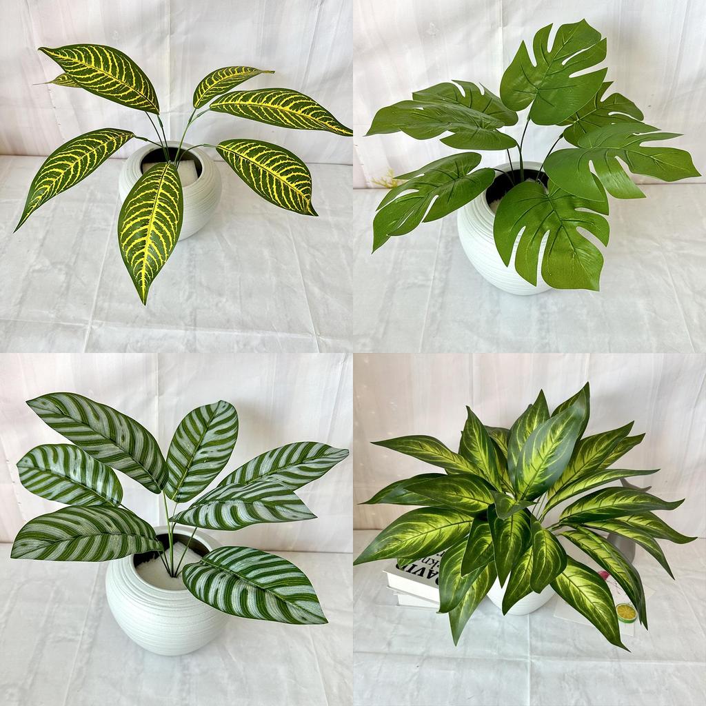 Epipremnum Aureum Green Plant With Zebra And Turtle Leaf For Home Decor And Photography
