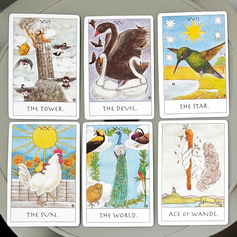 Skurriles Vogel-Tarot Deck 80 handgezeichnete Papageien-Tarotkarten Einzigartiges Geschenk für Vogelliebhaber 350 g/m² Doppelgeprägter Karton 10x6,5cm