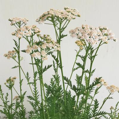 1000 Yarrow Seeds