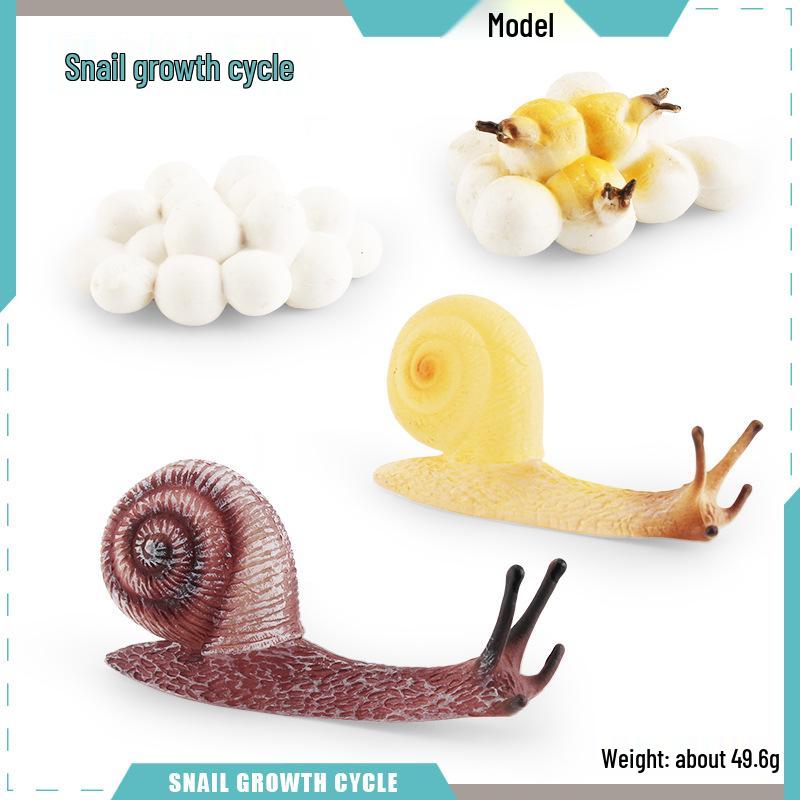 Animal Growth Cycle Models: Chicken, Duck, Goose, Butterfly, Turtle, Frog Montessori Teaching Figurines