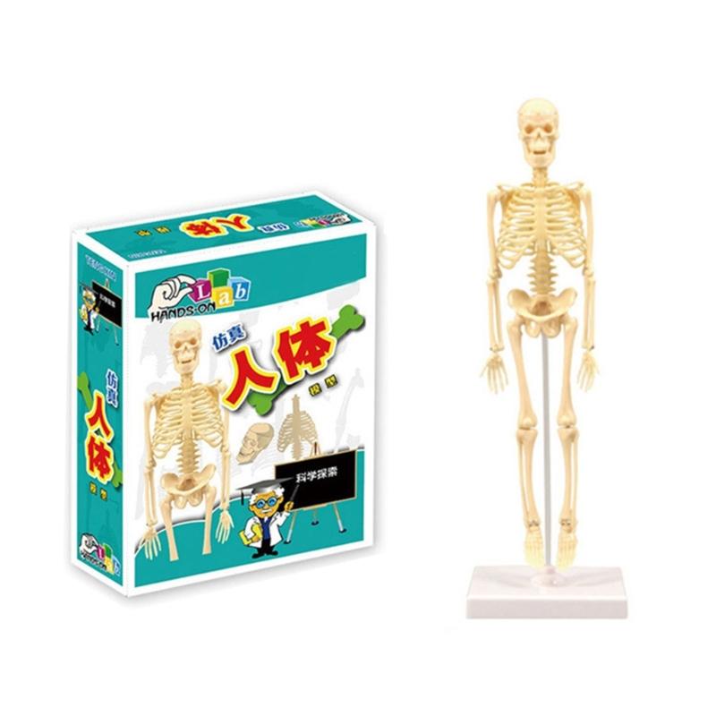 

Модель тулуба людського тіла 3D Модель людського тіла зі знімною частиною Навчальний посібник STEM іграшка для класу Шкіл Інститутів