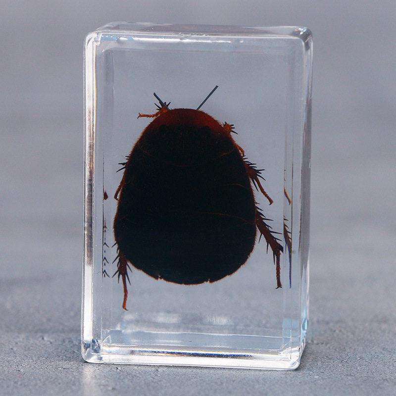 Okazy Owadów: Prawdziwy Pająk, Skorpion, Osa Błotna w Przezroczystej Żywicy do Nauczania i Dekoracji