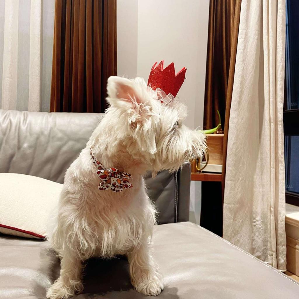 New Pet Collar Thanksgiving Maple Leaf Pumpkin Series Cat Collar with Sunflower Bandana  Dog Accessories for Small Dogs Leash
