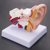 Human Ear Anatomy Model 1.5 Times Enlarged PVC Anatomical Ear Model for Learning Display Research