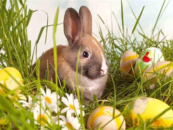 5D Diy Diamond Painting Mosaic Rabbit Daisy Full Square/Round Embroidery Animal Grass Home Decor