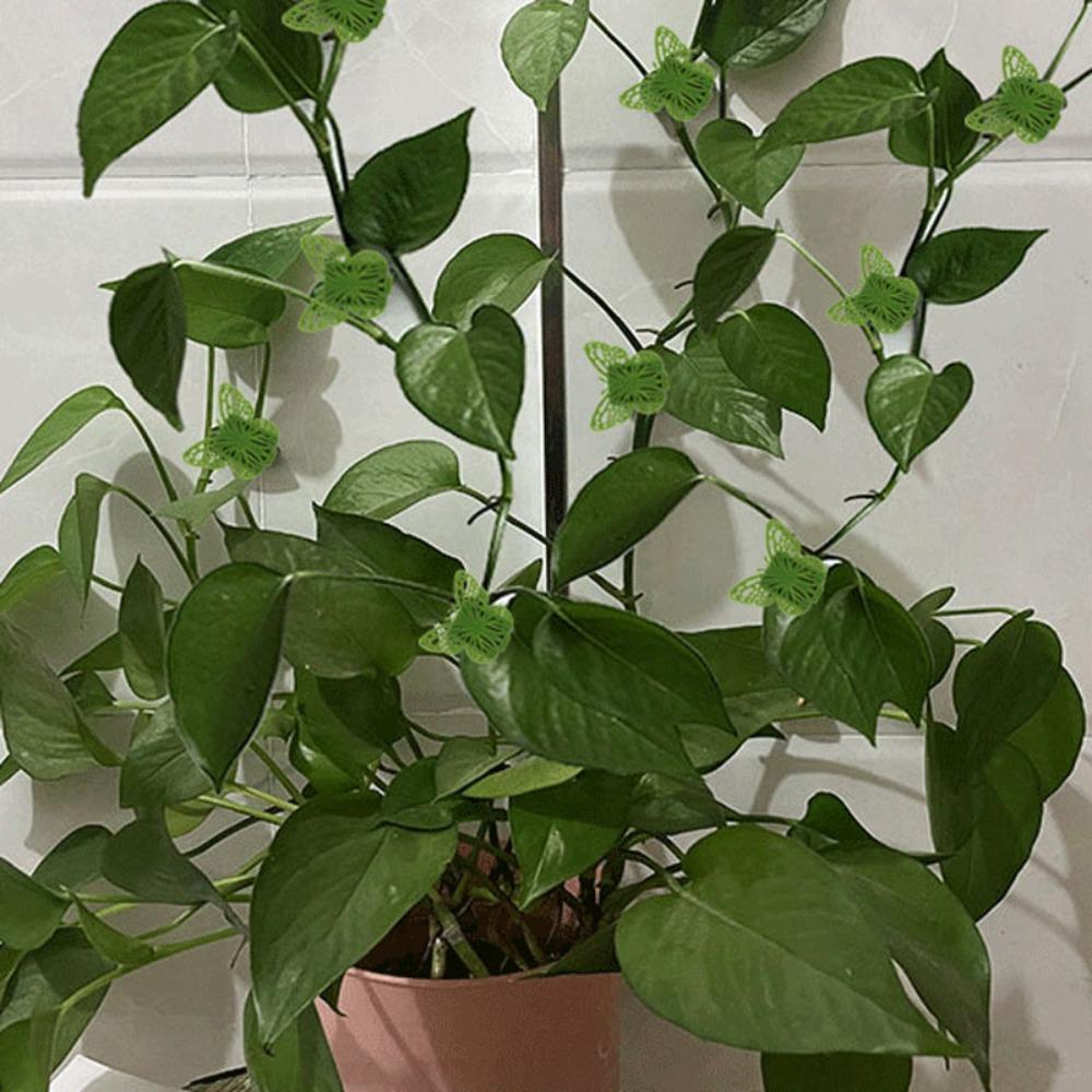 Clips Hook Vegetables Tied Plants Bracket Wall Vines  Fixture Plant Climbing Clip Plant  Support