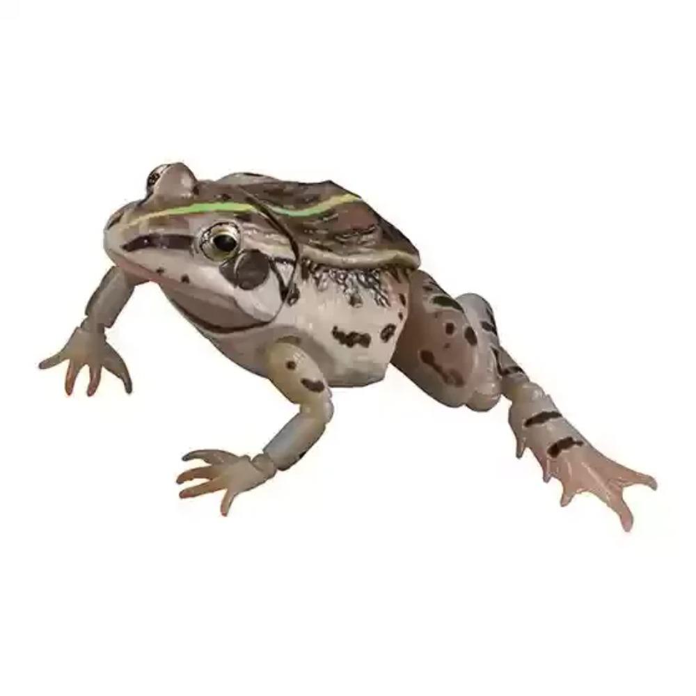 

BANDAI Official Realistic Black-Spotted Frog Gashapon - Science Nature Animal Model Licensed Educational Charm Collectible