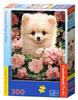 Puzzle 300 B-030552 Zwergspitz Welpe in Rosen