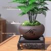 Asparagus Fern Indoor Bonsai: Easy-Care Evergreen for Home or Office Decor.